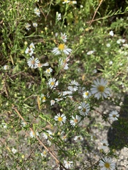 Symphyotrichum pilosum