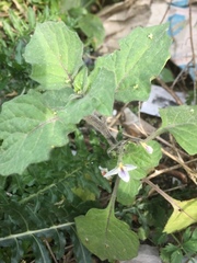 Solanum nigrum nigrum