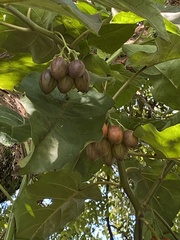 Solanum betaceum