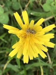 Lasioglossum pilosum