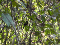 Loriotus luctuosus