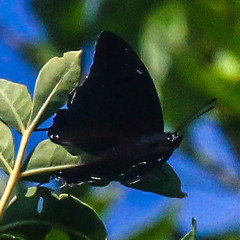 Charaxes