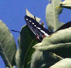 Charaxes brutus