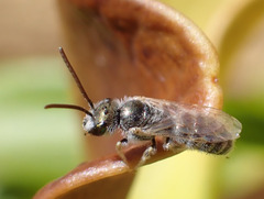 Halictus concinnus