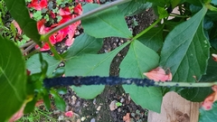 Aphis gossypii