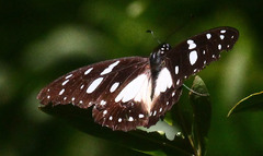 Graphium leonidas