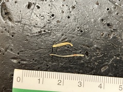 Cestoda