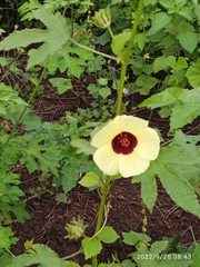 Hibiscus vitifolius
