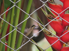 Phaethornis anthophilus