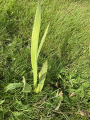 Asparagales