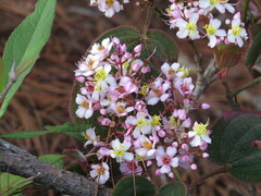 Miconia subcrustulata