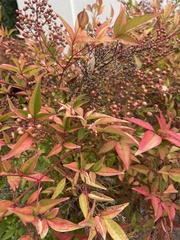 Nandina