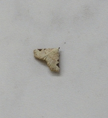 Prolophota trigonifera