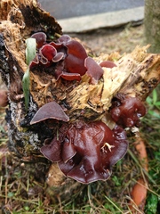 Auricularia auricula-judae