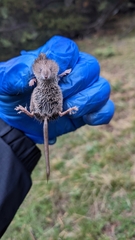 Sorex minutus