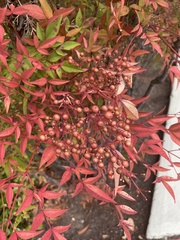 Nandina