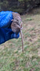 Sorex minutus