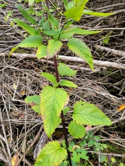 Scrophularia marilandica