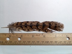 Caprimulgidae