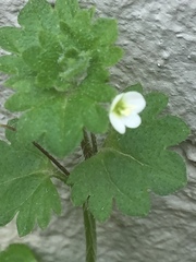 Veronica panormitana