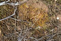 Pseudocrossidium crinitum