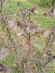 Cirsium vulgare