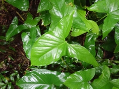 Aroideae