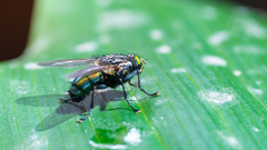 Sarconesia chlorogaster