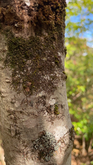 Frullania eboracensis
