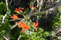 Pelargonium fulgidum