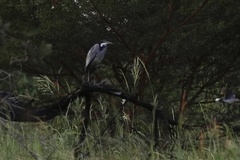 Ardea melanocephala