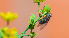 Sarconesia chlorogaster