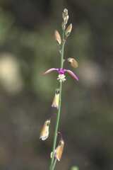 Polygala garcinii