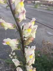 Antirrhinum siculum