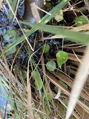 Hydrocotyle umbellata