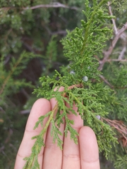 Juniperus angosturana