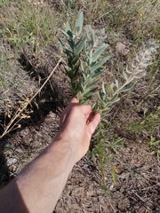 Lithospermum occidentale