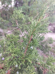 Juniperus angosturana