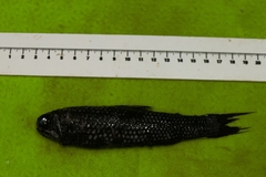 Mirror Lanternfish photo 3