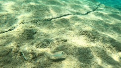 Torquigener flavimaculosus