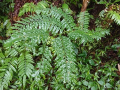 Angiopteris lygodiifolia