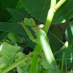 Mantidae