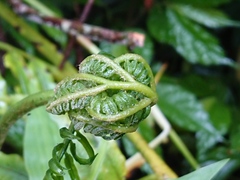 Angiopteris lygodiifolia