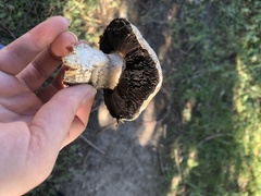 Agaricus bitorquis
