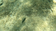 Torquigener flavimaculosus