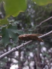 Melanoplus thomasi