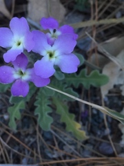 Matthiola tricuspidata
