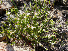 Lachnaea penicillata
