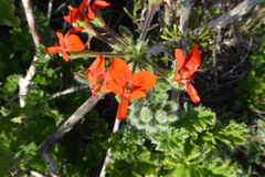 Pelargonium fulgidum