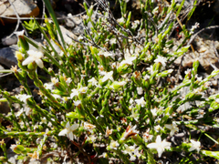 Lachnaea penicillata